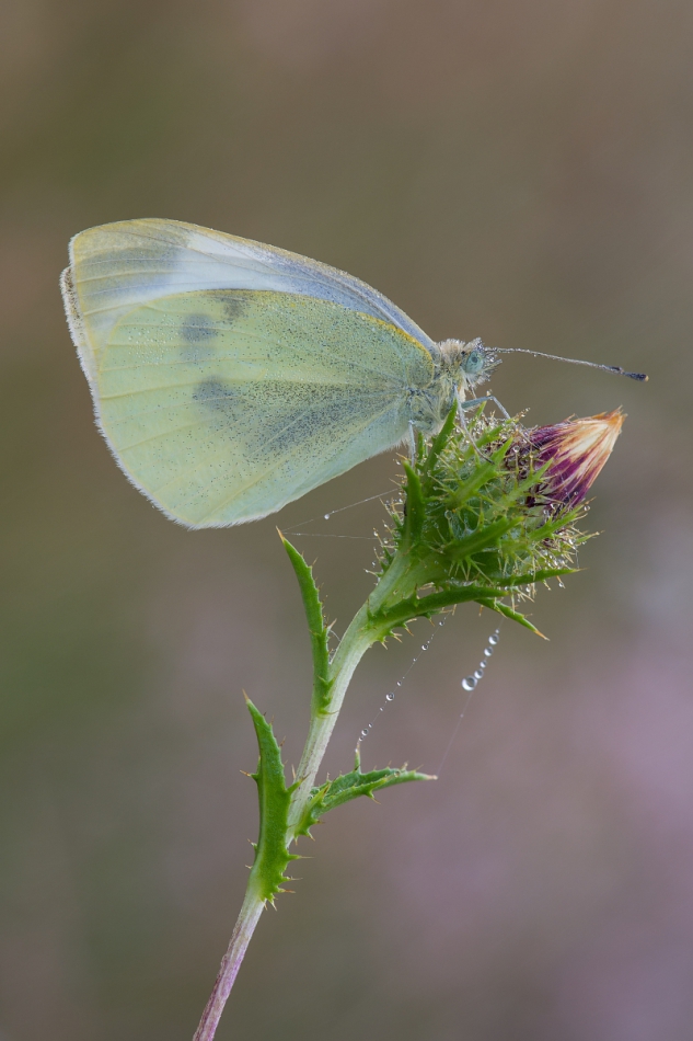 mariusz - . PE. Zdjęcie 175975