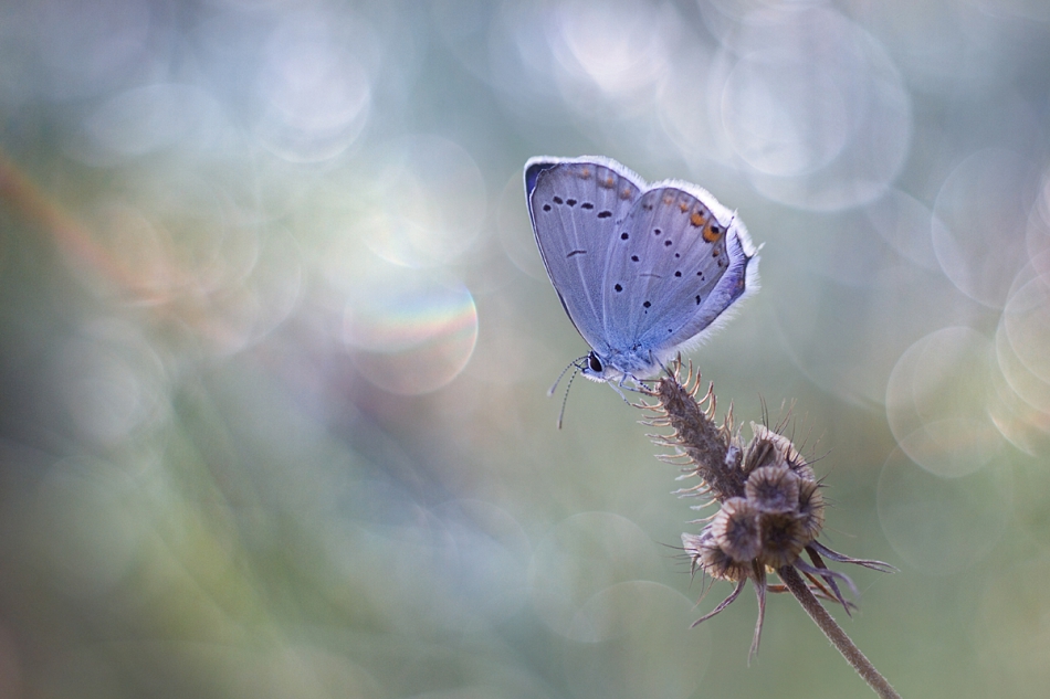 agnez - . PE. Zdjęcie 214744