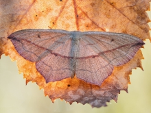 Timandra comae
