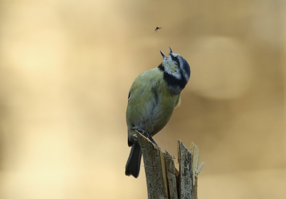 Modraszka. . Zdjęcie 339227