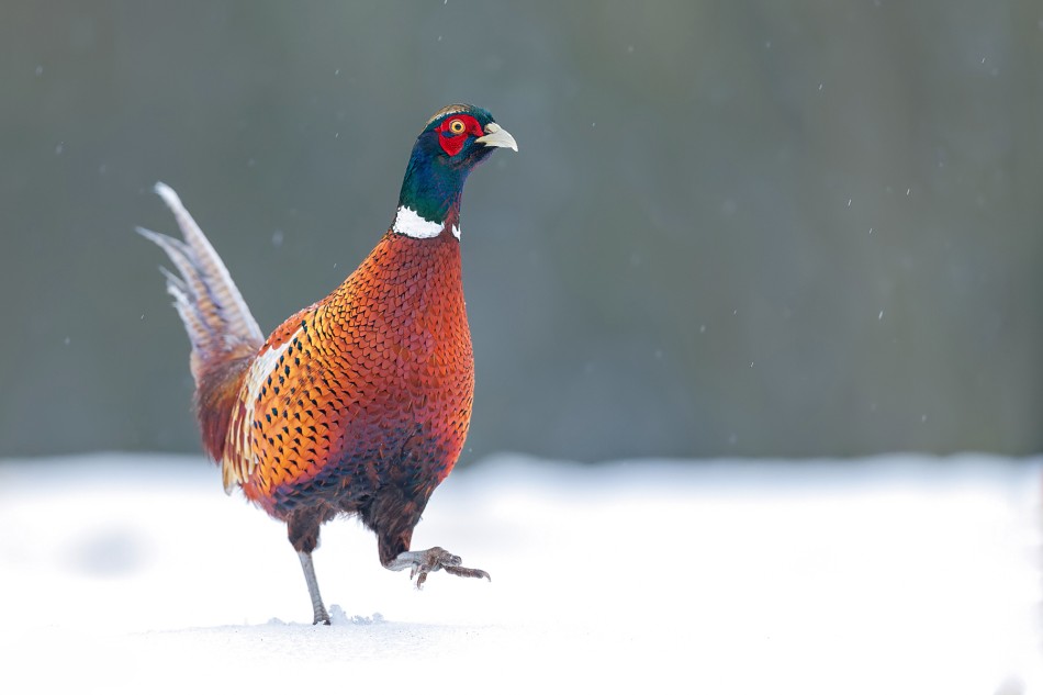 Chwila wolności. Bażant (Phasianus colchicus). Zdjęcie 338910