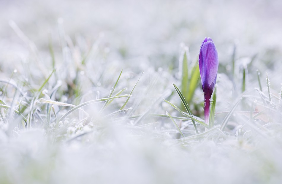 Krokus. . Zdjęcie 339743