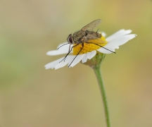 Musca domestica