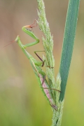 Mantis religiosa