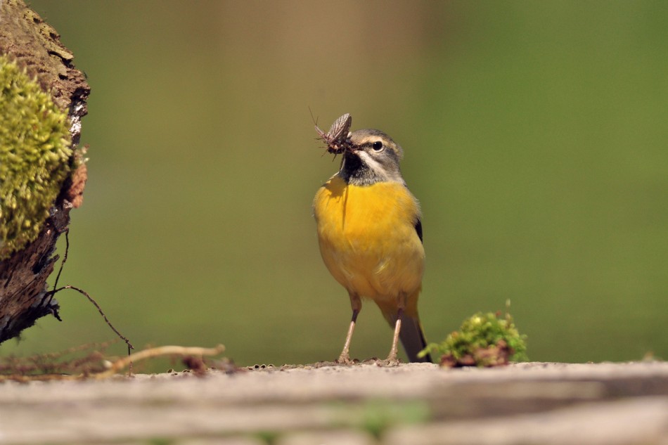 bodzio - Pliszka górska . . Zdjęcie 338136