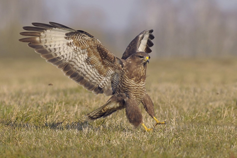 Myszołów . . Zdjęcie 338887