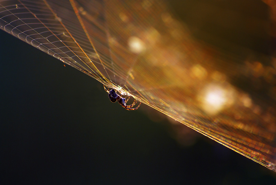  - Strażnik. . Zdjęcie 5641