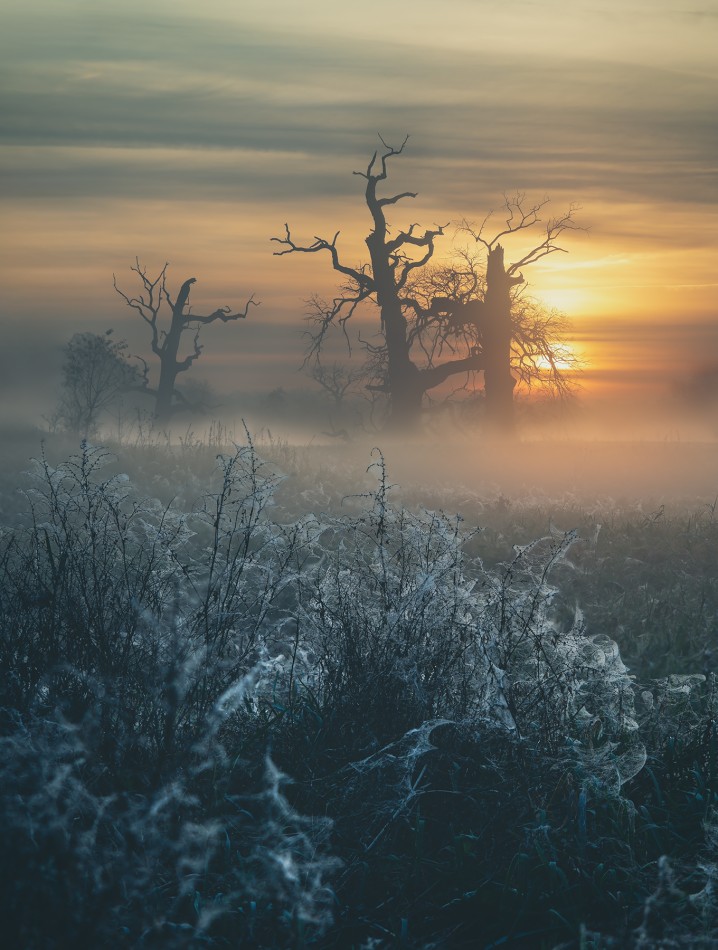 Rogalin. Focus stacking. Zdjęcie 338971