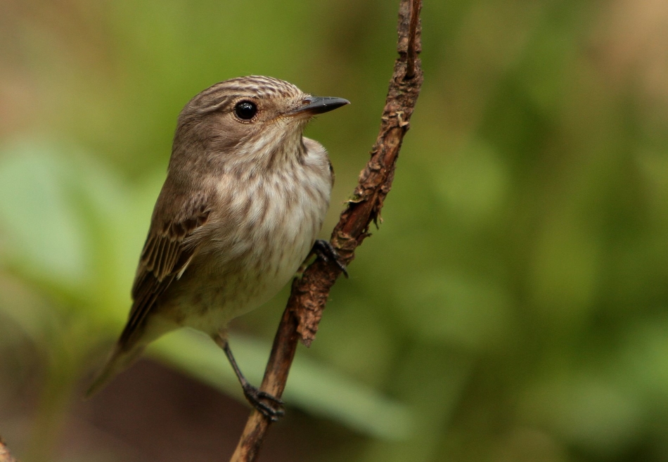 Rafal77 - Mucholowka szara. . Zdjęcie 320270