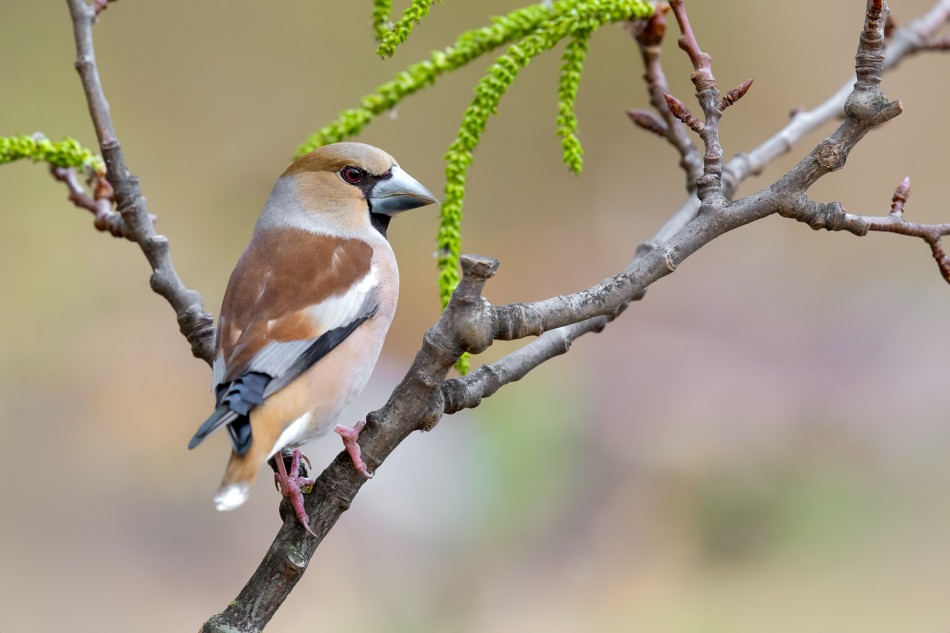 Pod parasolem. Grubodziób (Coccothraustes coccothraustes). Zdjęcie 339706