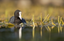 Łyska - Fulica atra