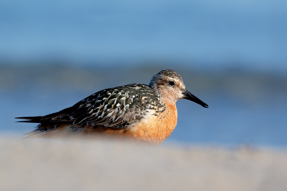 Biegus rdzawy. . Zdjęcie 339833