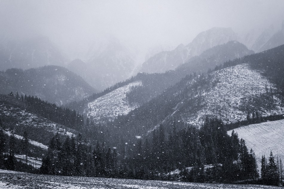 Psia Aura. . Zdjęcie 337905