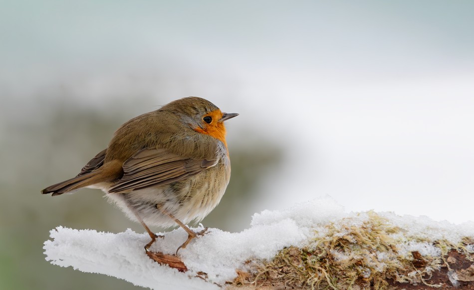 Rudzik. . Zdjęcie 337754