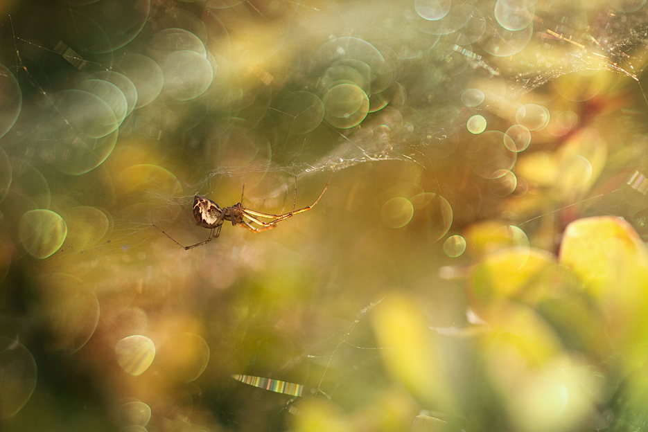 agnez - ***. . Zdjęcie 137935