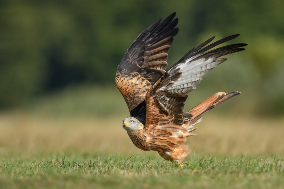 raftik - Kania Ruda, Red Kite (Milvus milvus) ... . . Zdjęcie 243181