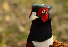 Portret arystokraty.