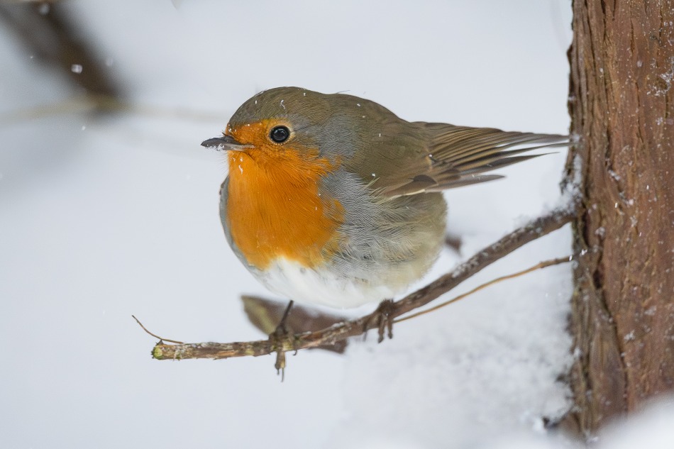 wojciech - rudzik. . Zdjęcie 338155