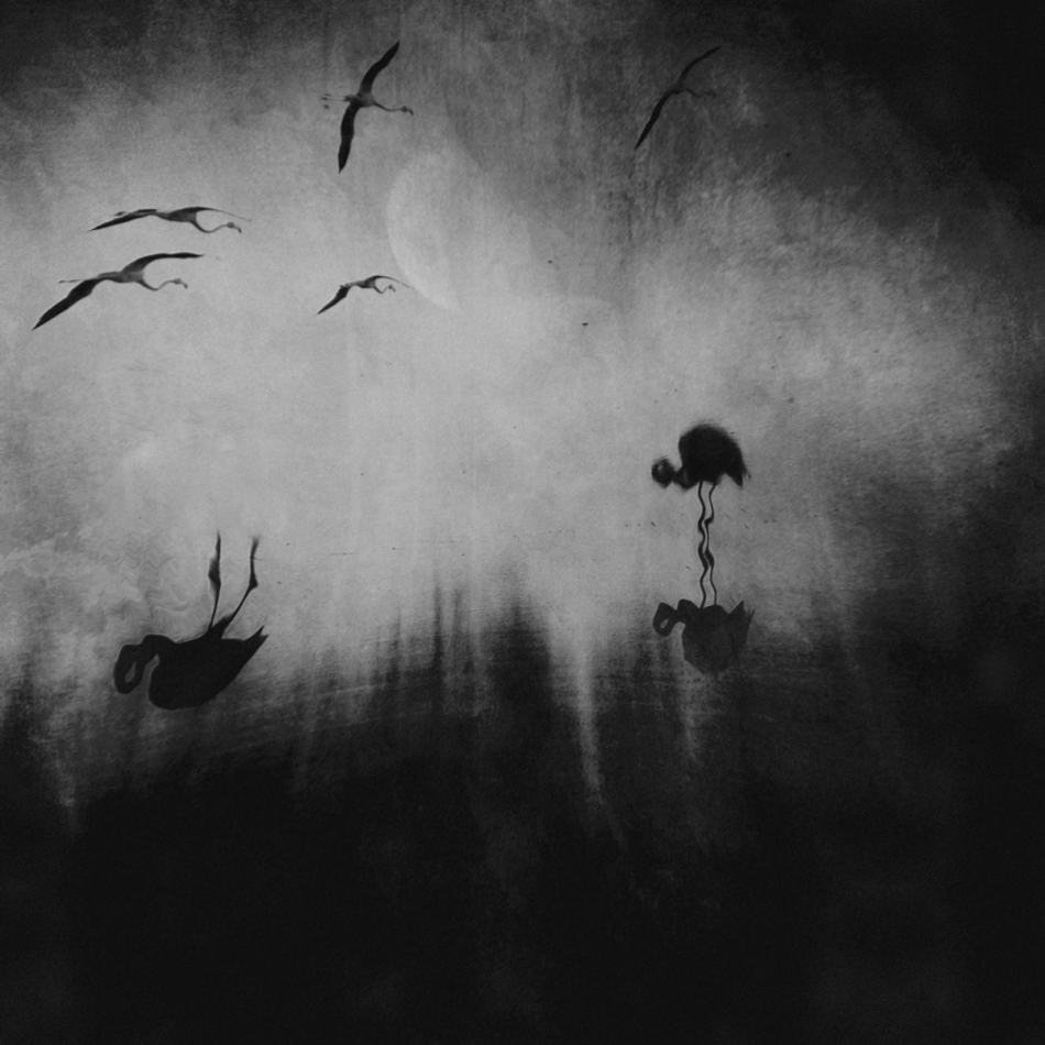 robin74r - The Dark Side of the Swamp. wersja b&w. Zdjęcie 247743