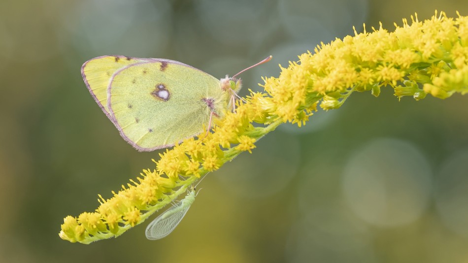 Duet z sierpniowej łąki. Szlaczkoń siarecznik i złotook. Zapraszam na PE.. Zdjęcie 338381