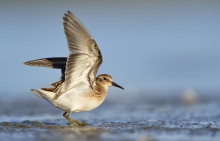 White - Rumped Sandpipe...