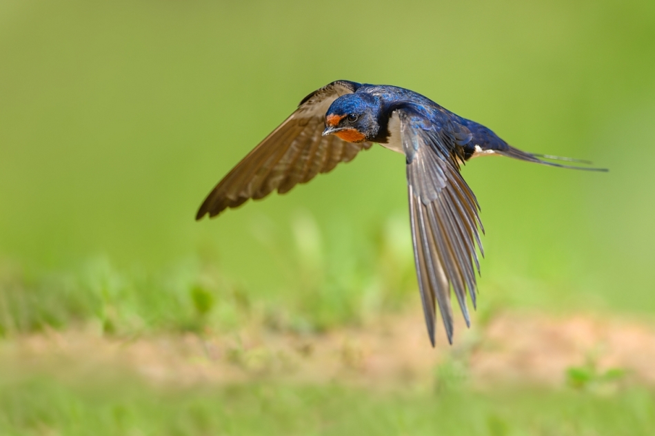 raftik - Dymówka, Barn Swallow (Hirundo rustica) .... . Zdjęcie 333149