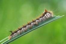 Euthrix potatoria