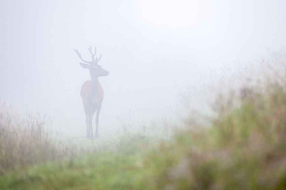 rybo_lub - Duch mgieł. . Zdjęcie 326765