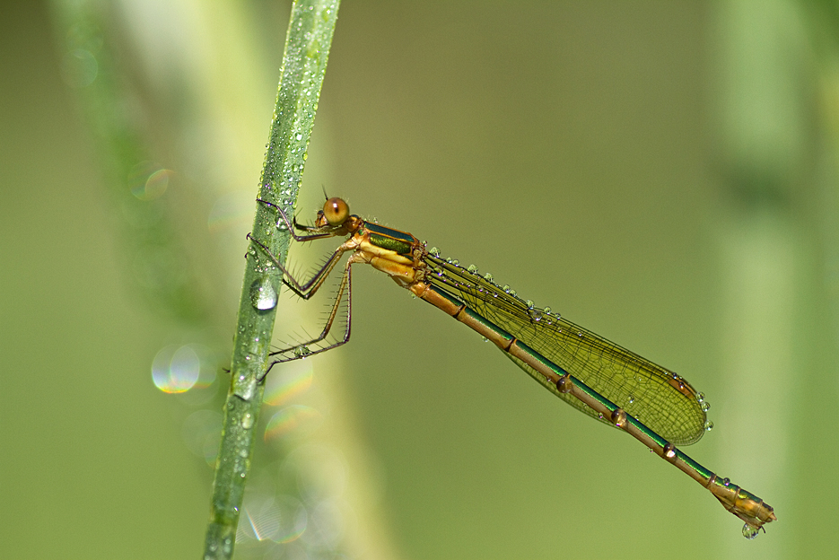 agnez - *. . Zdjęcie 124317