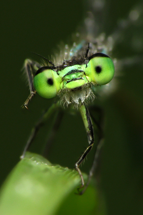 dzafoto - green arrow. . Zdjęcie 131859