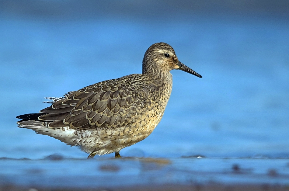 roman53 - Biegus rdzawy. . Zdjęcie 325011