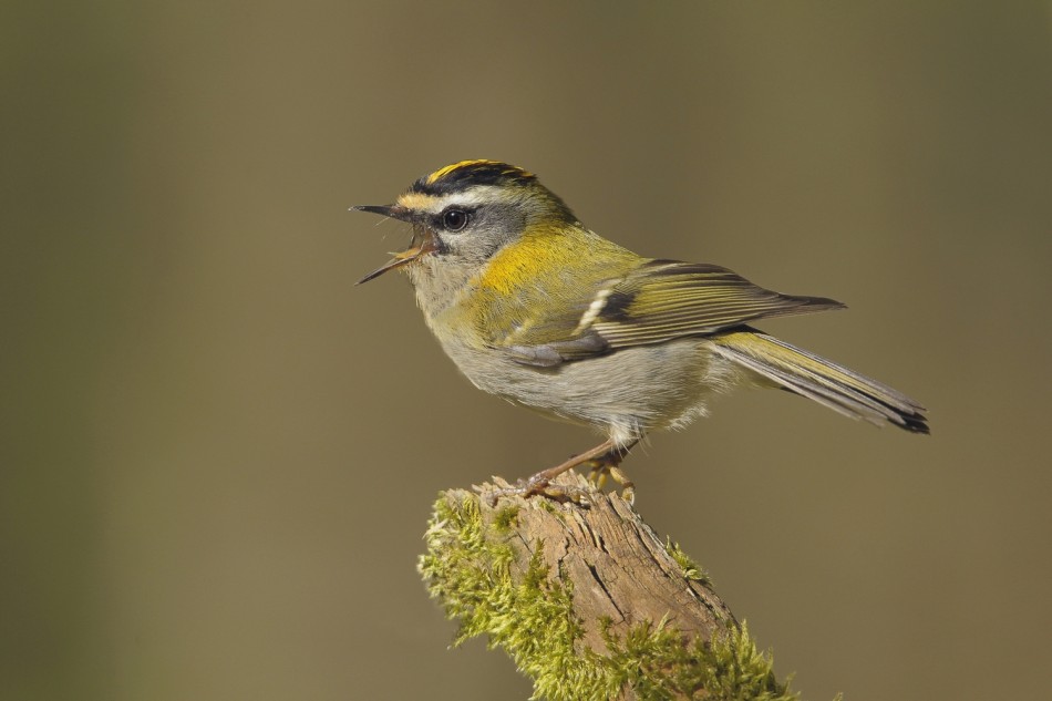 Zniczek . . Zdjęcie 339250