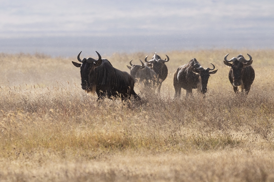 safari. . Zdjęcie 336528