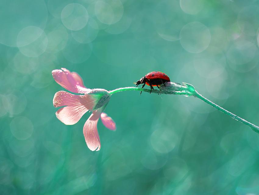 bluejeans - W poszukiwaniu lata. . Zdjęcie 94094