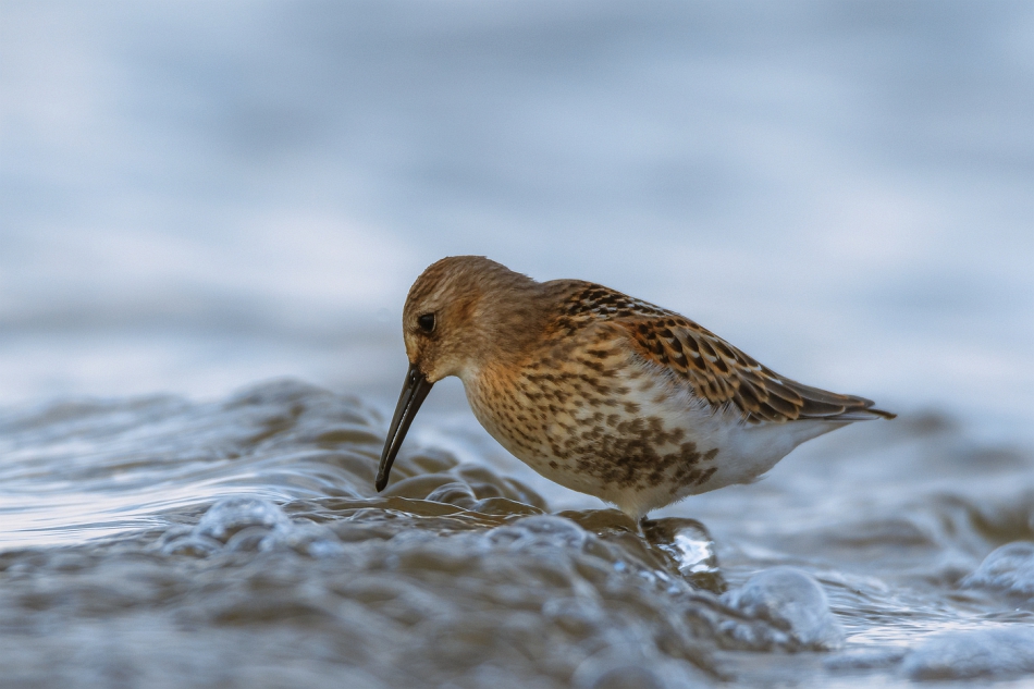 tomeq67 - Biegus zmienny.. . Zdjęcie 277751