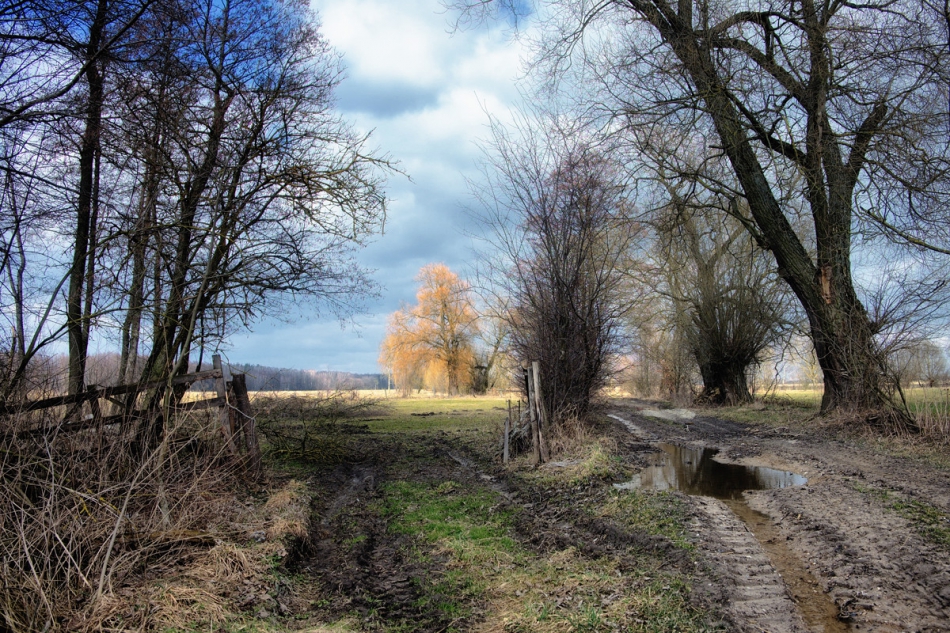 fotokomar - Wiosna na łąkach. . Zdjęcie 263725