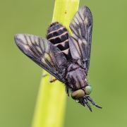 Chrysops relictus