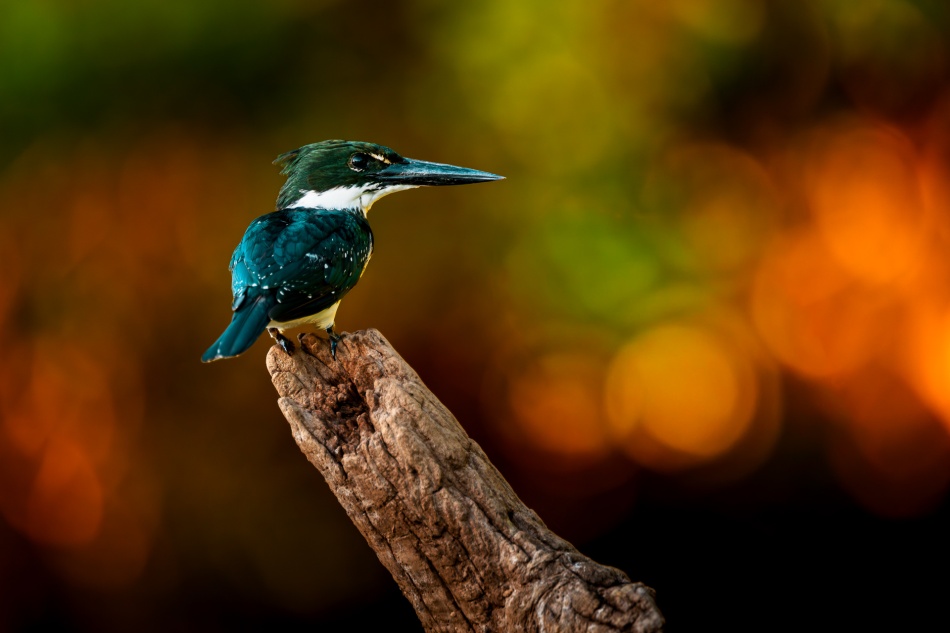 Na chwile przed atakiem. W ciepłym świetle późnego popołudnia rybaczek zielony (Chloroceryle americana) przysiadł na wyschniętym konarze nad brzegiem rzeki w Pantanalu przygotowując się do łowów.. Zdjęcie 337396