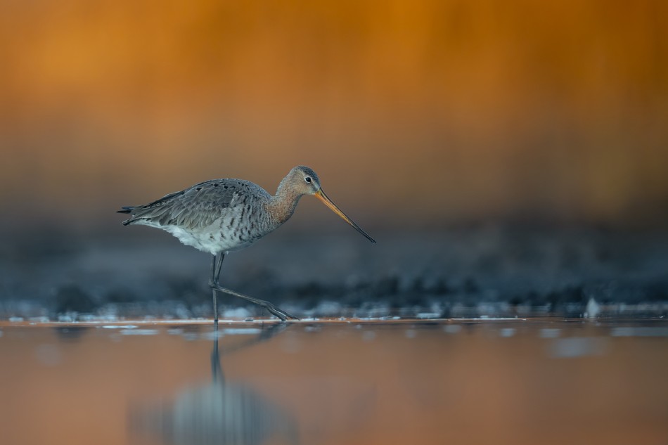 W ciszy poranka. Rycyk (Limosa limosa). Zdjęcie 339732