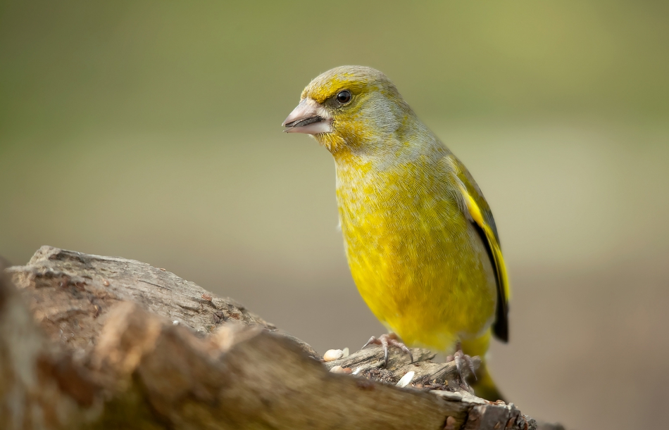 roman53 - . . Zdjęcie 282119