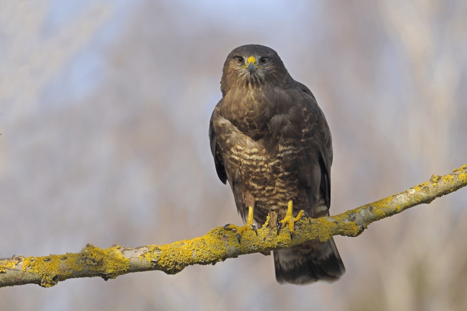 Myszołów . . Zdjęcie 339488