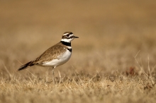 Charadrius rociferus