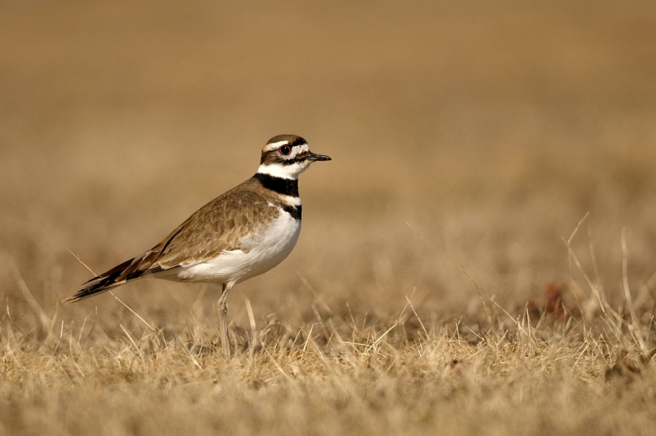dudley - Charadrius rociferus. . Zdjęcie 86862