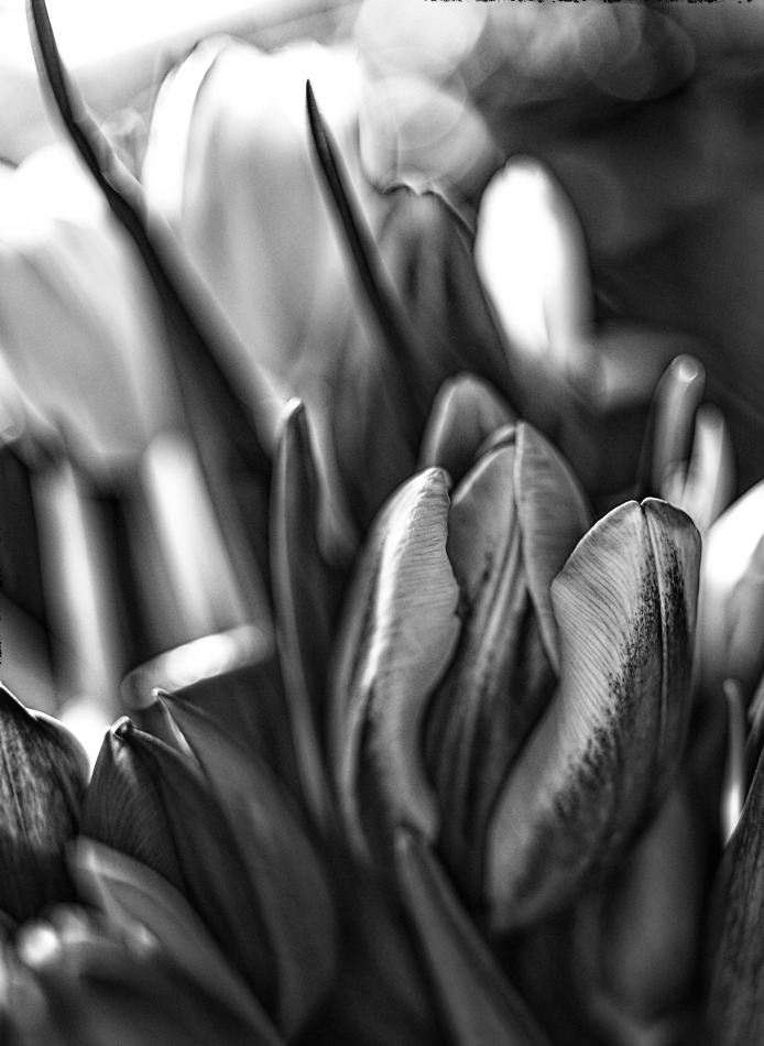 Tulipan. . Zdjęcie 339014