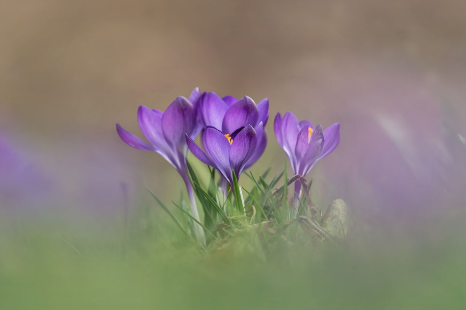 Krokusy na wiosennym tle. . Zdjęcie 339598