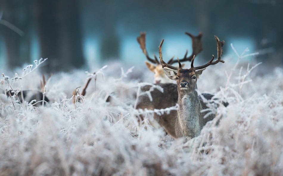 Daniel w zimowej odsłonie. szęśliwego nowego roku :). Zdjęcie 338064