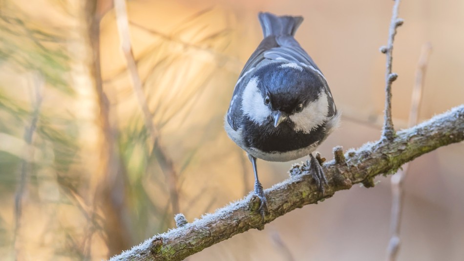 Spotkanie o świcie. Sosnówka w młodniku sosnowym.. Zdjęcie 338048