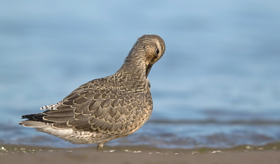 roman53 - Biegus rdzawy. . Zdjęcie 307646