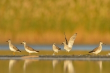 Lesser Yellowlegs