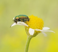 Chrysolina fastuosa